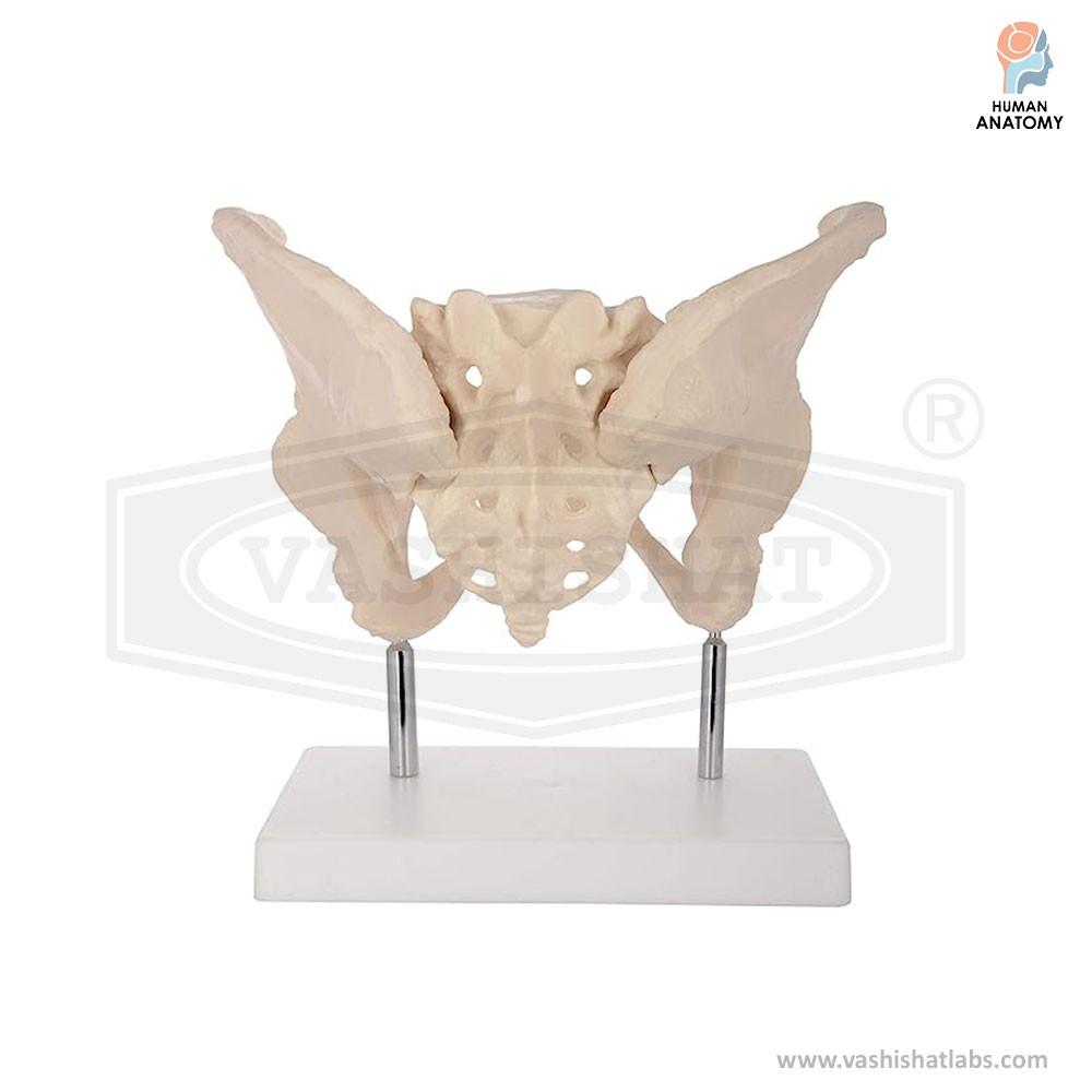 Female Pelvis Skeleton Model Life Size